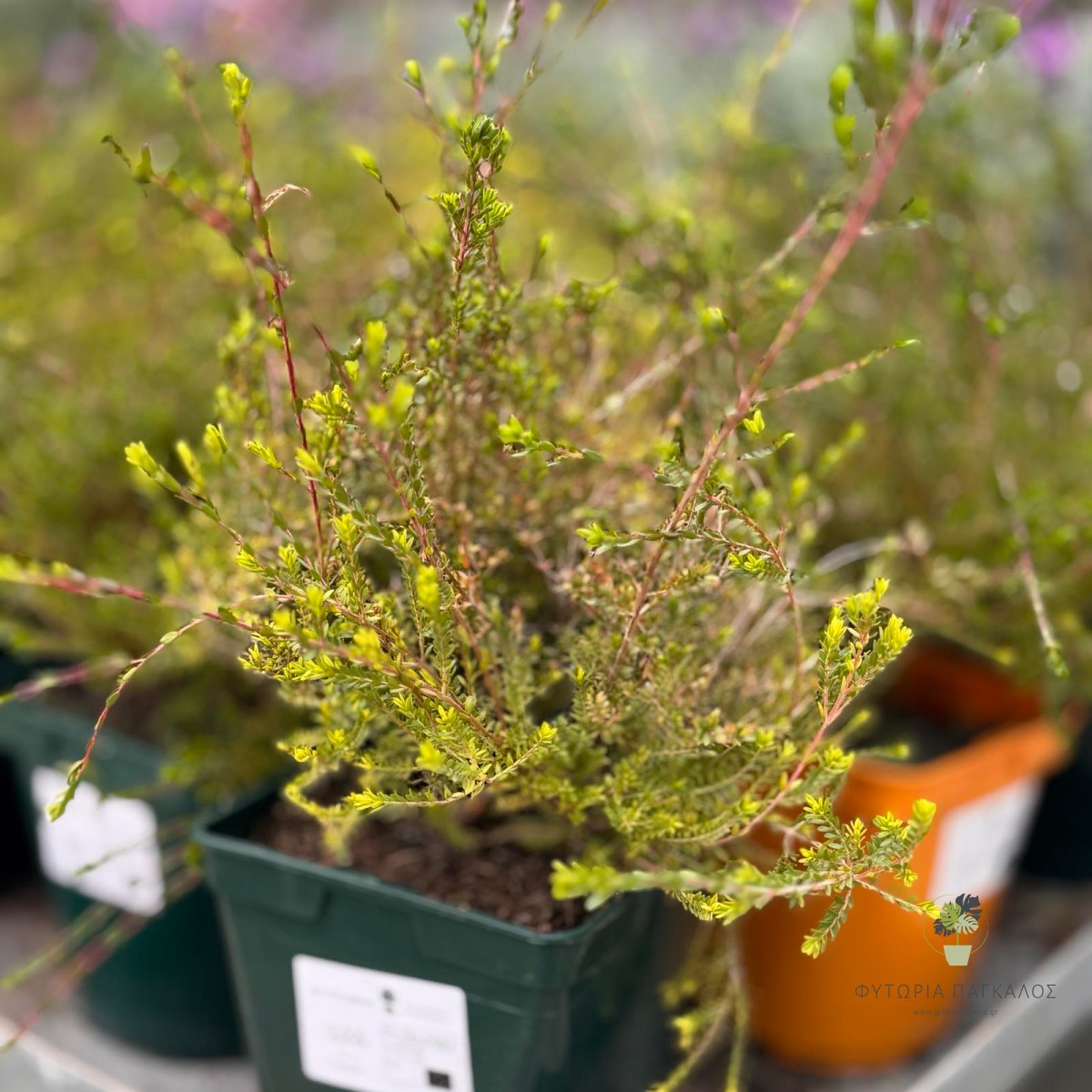 ΘΡΥΠΤΟΜΕΝΗ – Thryptomene saxicola - 4
